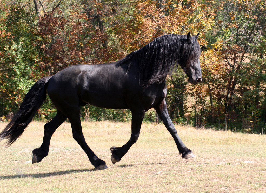 Friesian_Horse_Side_View_2