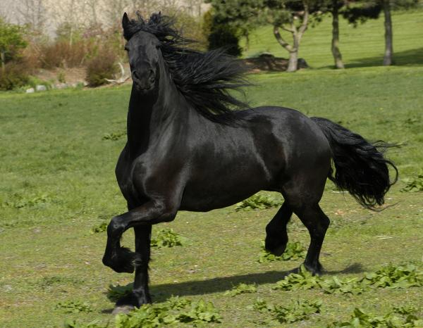 friesian-horse